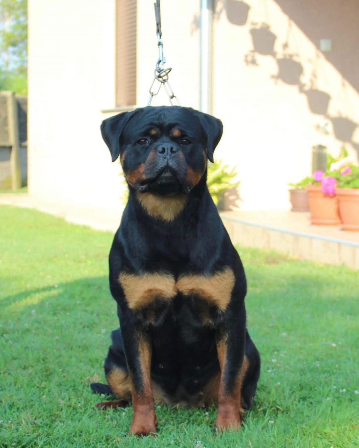 Female Rottweiler at Carla Johaus Rottweilers, Dade City FL - photo 1 of 24