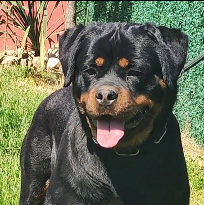 Female Rottweiler at Carla Johaus Rottweilers, Dade City FL - photo 11 of 24