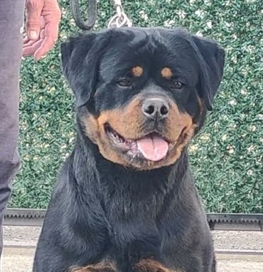 Female Rottweiler at Carla Johaus Rottweilers, Dade City FL - photo 12 of 24