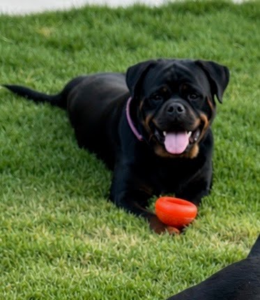 Female Rottweiler at Carla Johaus Rottweilers, Dade City FL - photo 14 of 24