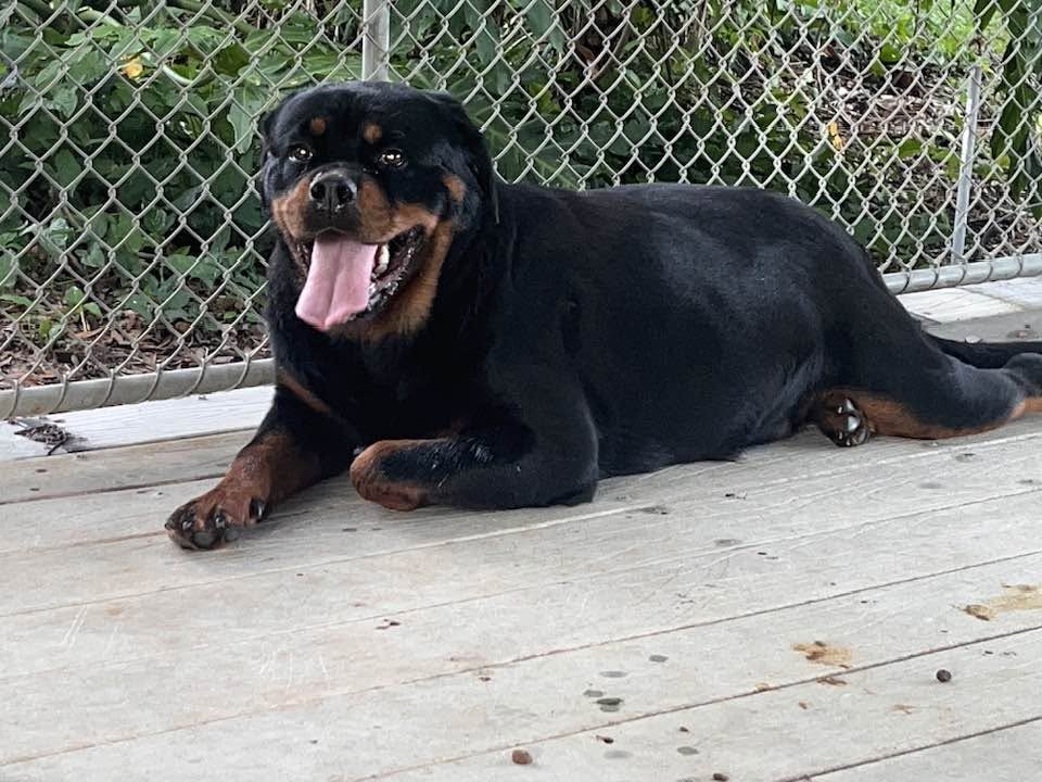 Female Rottweiler at Carla Johaus Rottweilers, Dade City FL - photo 18 of 24