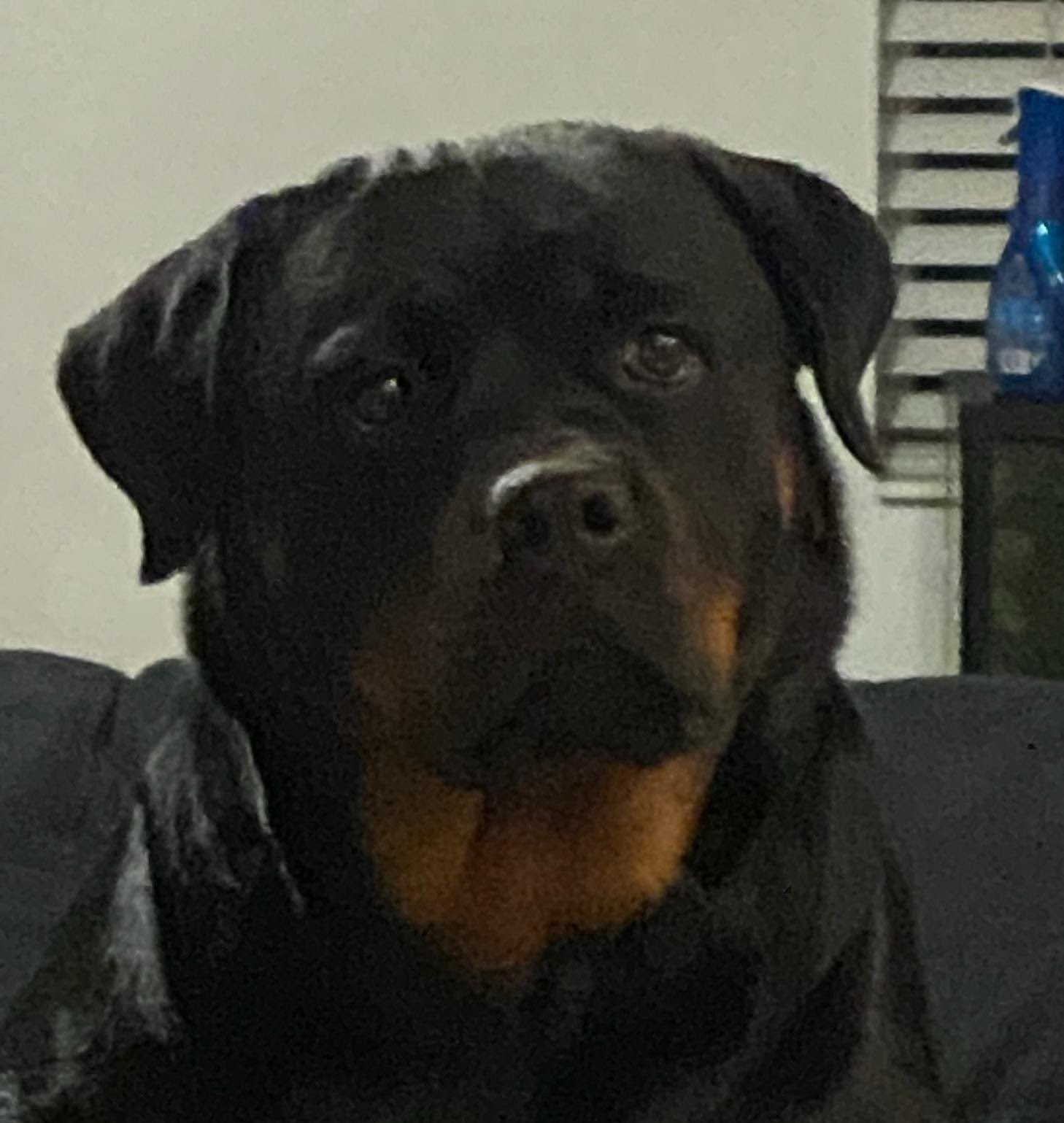 Female Rottweiler at Carla Johaus Rottweilers, Dade City FL - photo 2 of 24