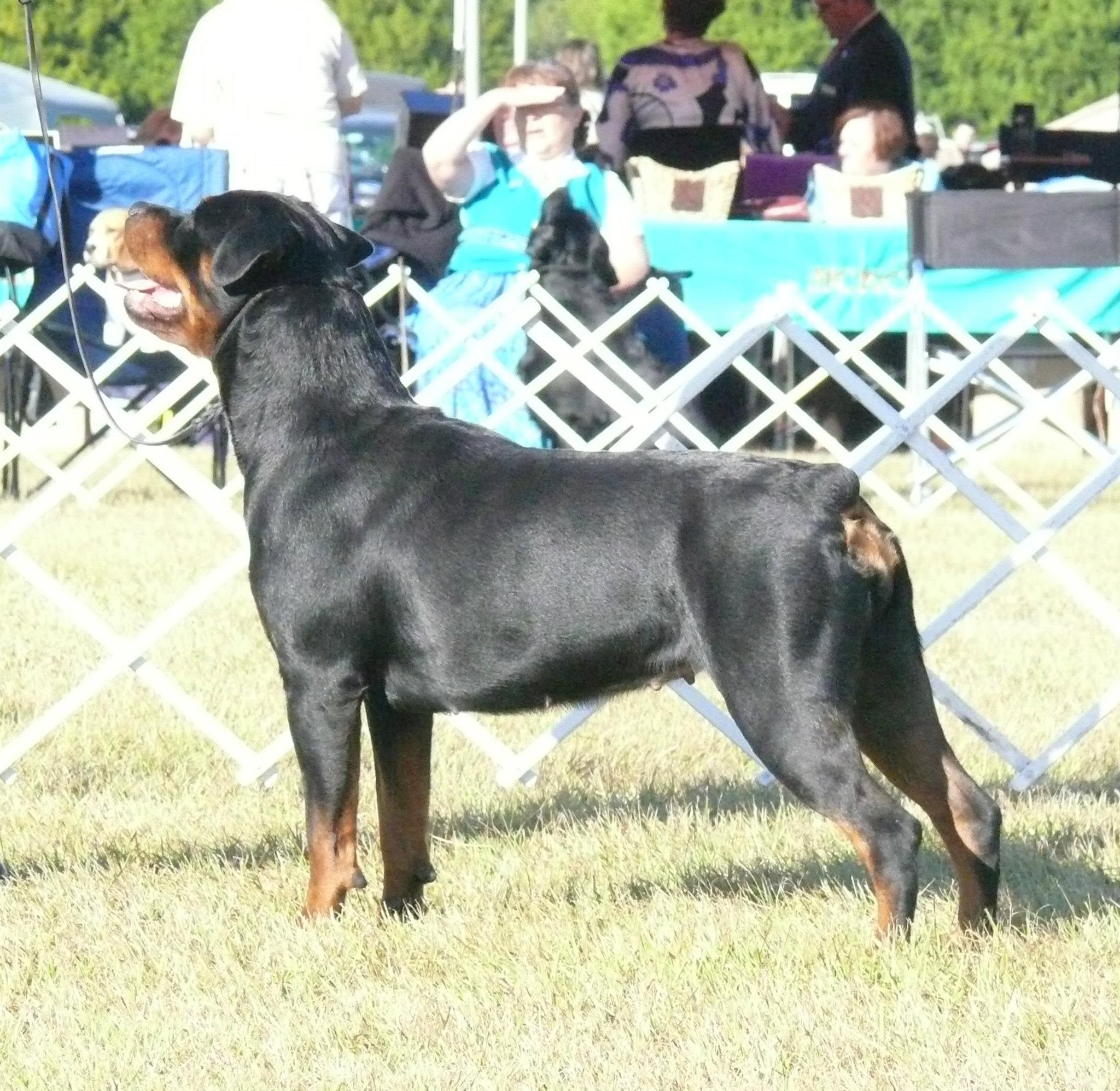 Female Rottweiler at Carla Johaus Rottweilers, Dade City FL - photo 21 of 24
