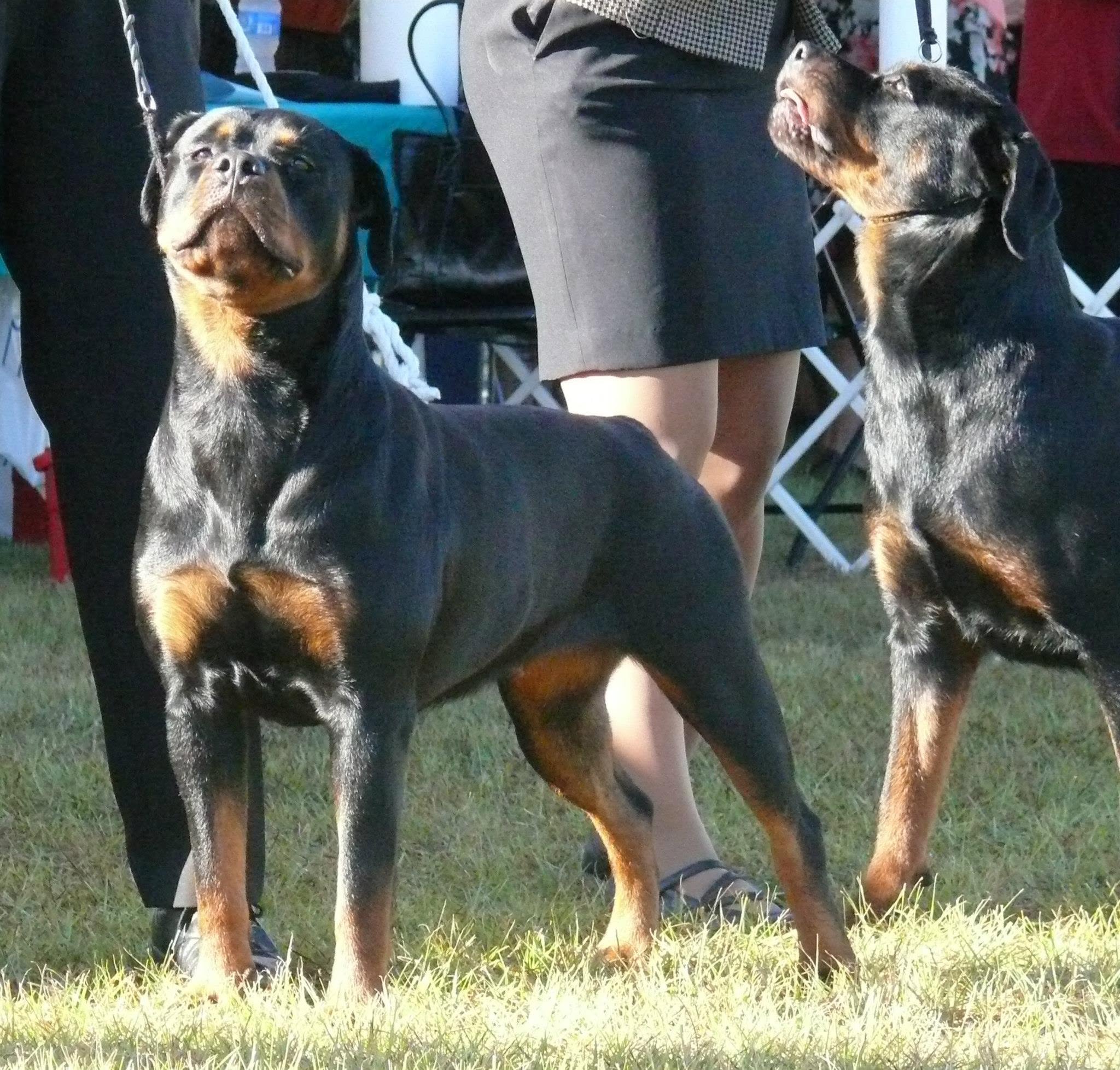 Female Rottweiler at Carla Johaus Rottweilers, Dade City FL - photo 22 of 24
