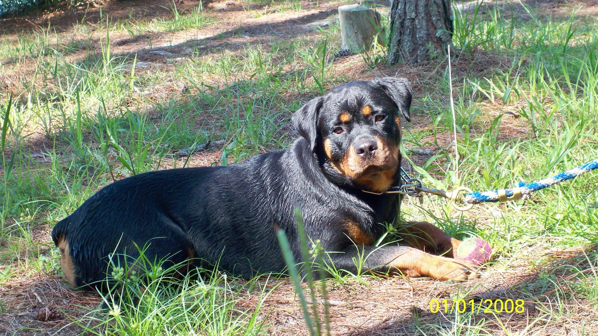 Female Rottweiler at Carla Johaus Rottweilers, Dade City FL - photo 3 of 24