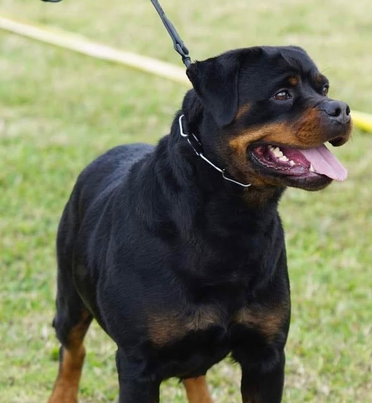 Female Rottweiler at Carla Johaus Rottweilers, Dade City FL - photo 4 of 24