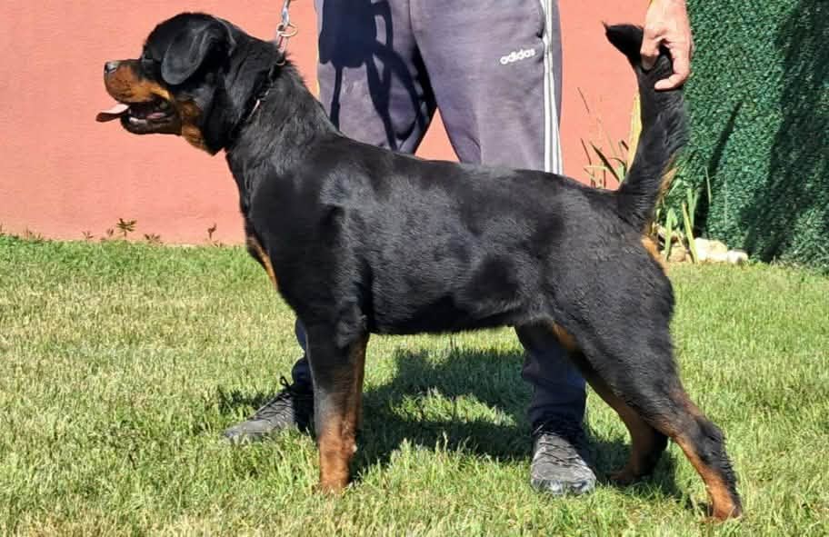 Female Rottweiler at Carla Johaus Rottweilers, Dade City FL - photo 5 of 24