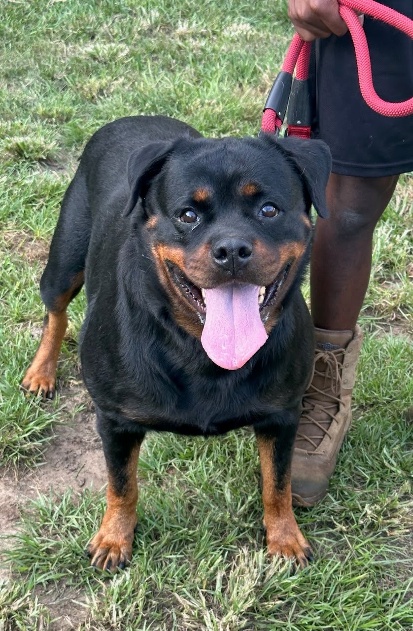 Female Rottweiler at Carla Johaus Rottweilers, Dade City FL - photo 6 of 24
