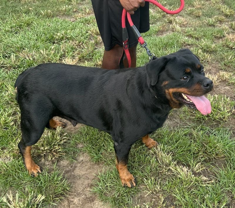 Female Rottweiler at Carla Johaus Rottweilers, Dade City FL - photo 7 of 24