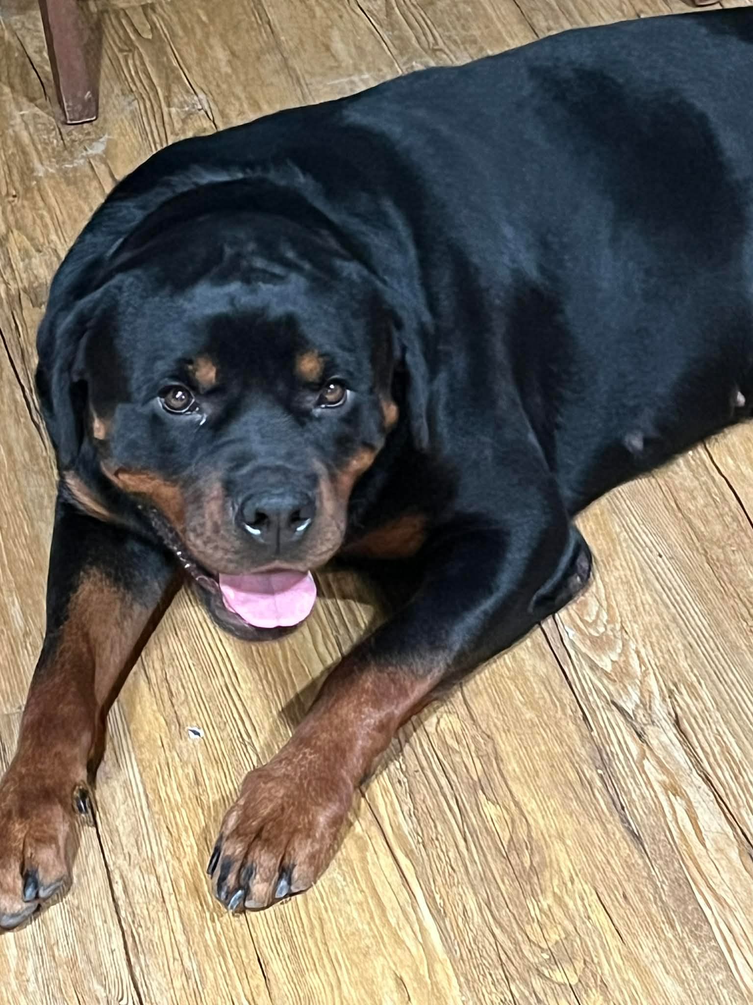 Female Rottweiler at Carla Johaus Rottweilers, Dade City FL - photo 8 of 24