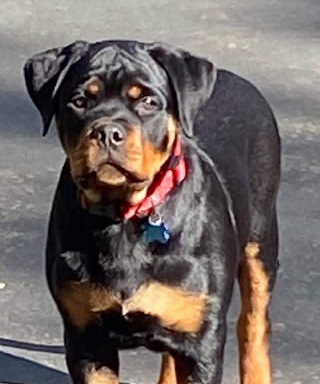 Female Rottweiler at Carla Johaus Rottweilers, Dade City FL - photo 9 of 24