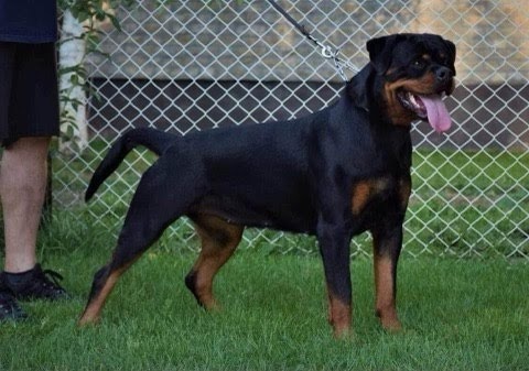 Our female Rottweilers