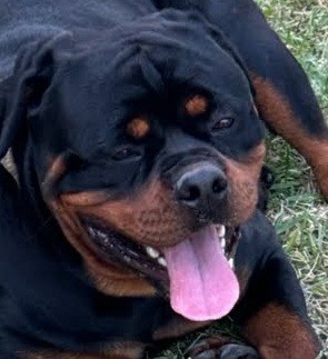 Male Rottweiler at Carla Johaus Rottweilers, Dade City FL - photo 1 of 20