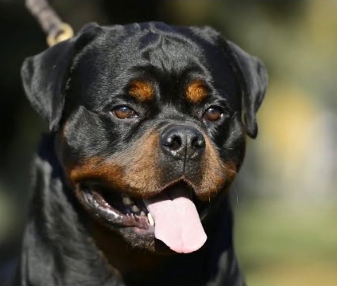 Male Rottweiler at Carla Johaus Rottweilers, Dade City FL - photo 10 of 20