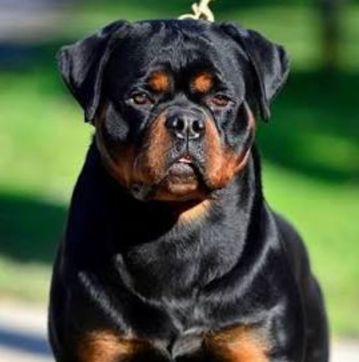 Male Rottweiler at Carla Johaus Rottweilers, Dade City FL - photo 11 of 20