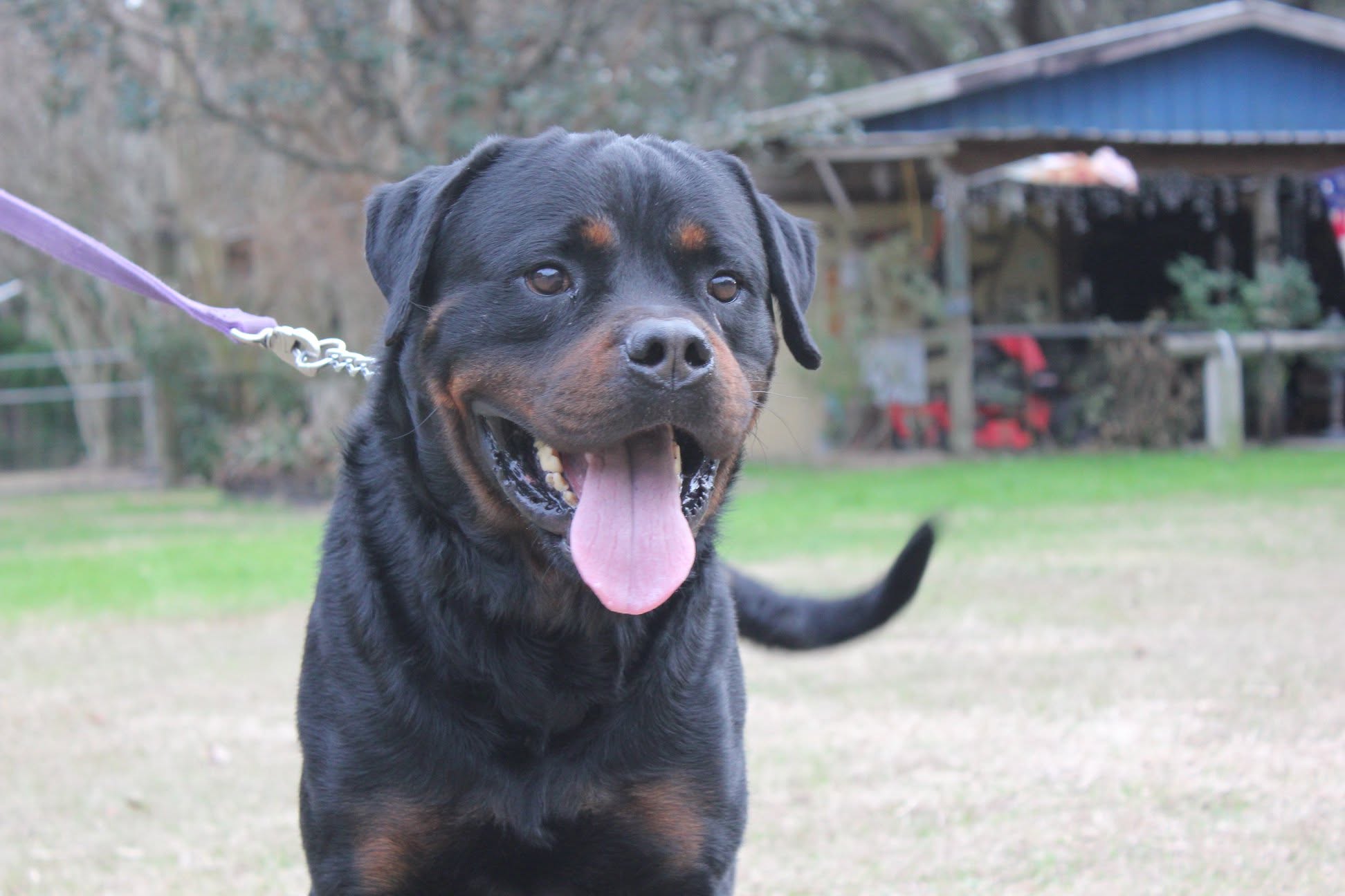 Male Rottweiler at Carla Johaus Rottweilers, Dade City FL - photo 16 of 20