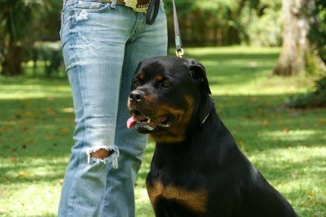 Male Rottweiler at Carla Johaus Rottweilers, Dade City FL - photo 18 of 20