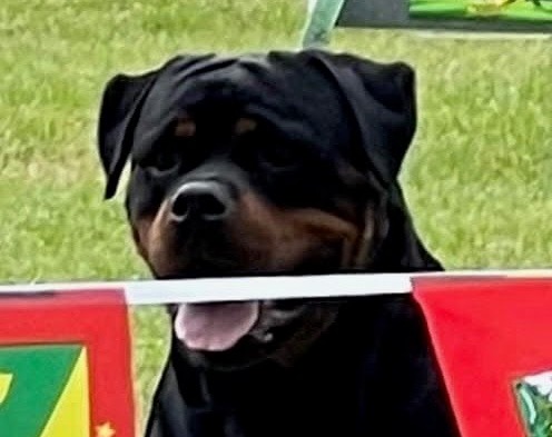Male Rottweiler at Carla Johaus Rottweilers, Dade City FL - photo 5 of 20