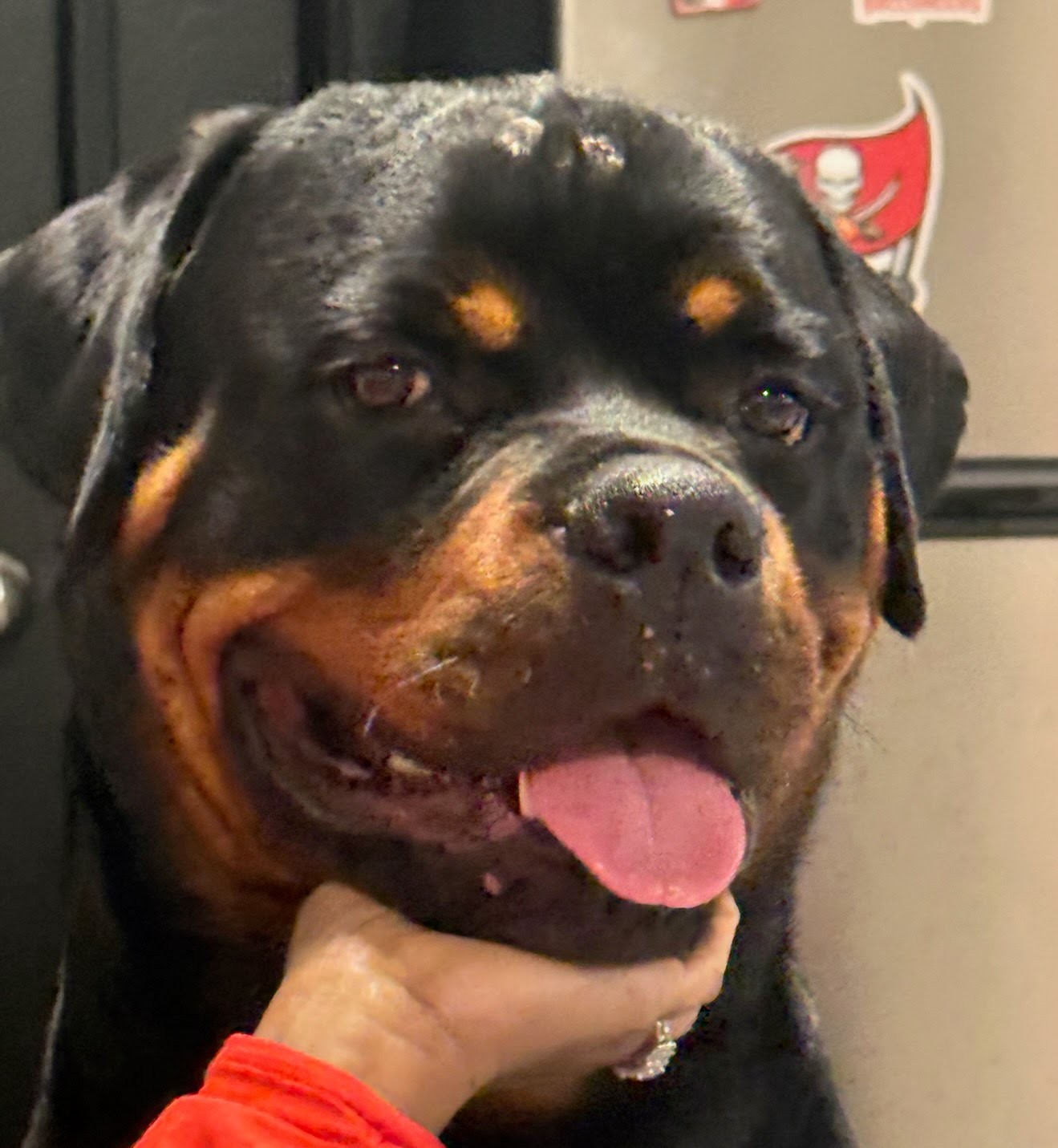 Male Rottweiler at Carla Johaus Rottweilers, Dade City FL - photo 6 of 20