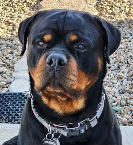 Male Rottweiler at Carla Johaus Rottweilers, Dade City FL - photo 7 of 20