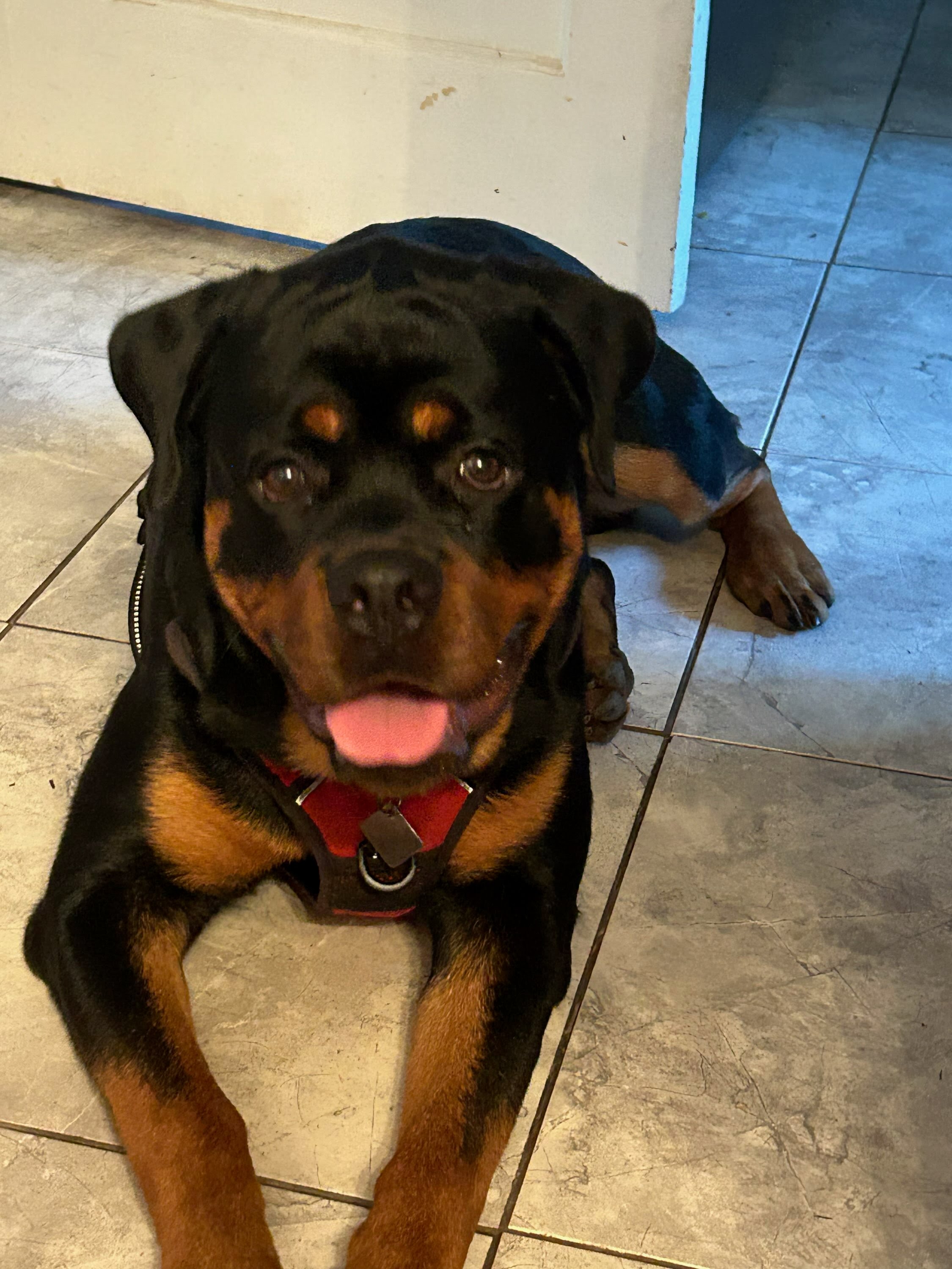 Male Rottweiler at Carla Johaus Rottweilers, Dade City FL - photo 8 of 20