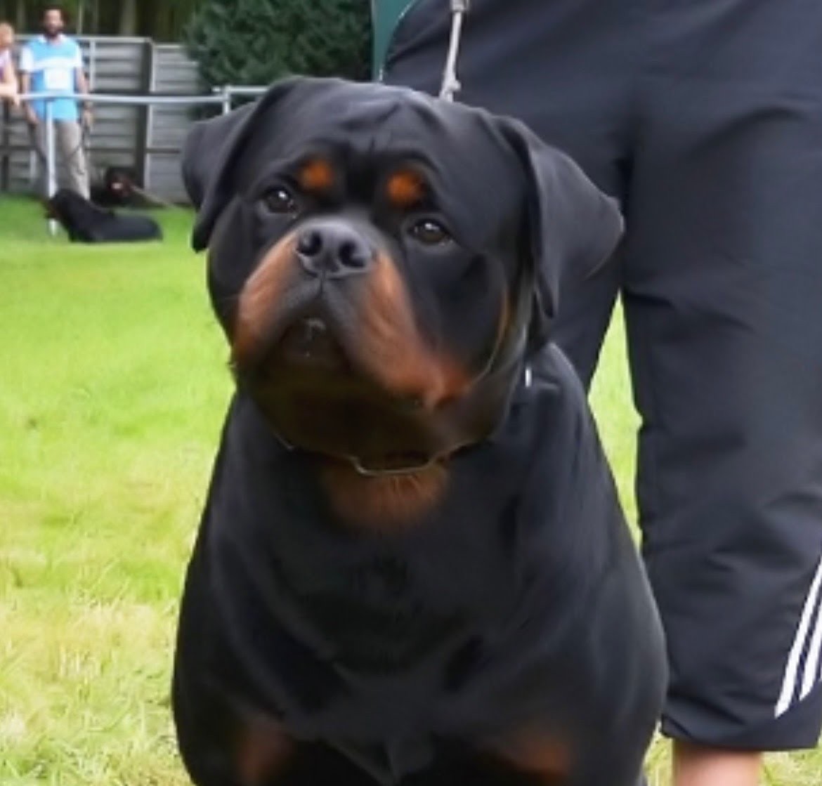 Male Rottweiler at Carla Johaus Rottweilers, Dade City FL - photo 9 of 20