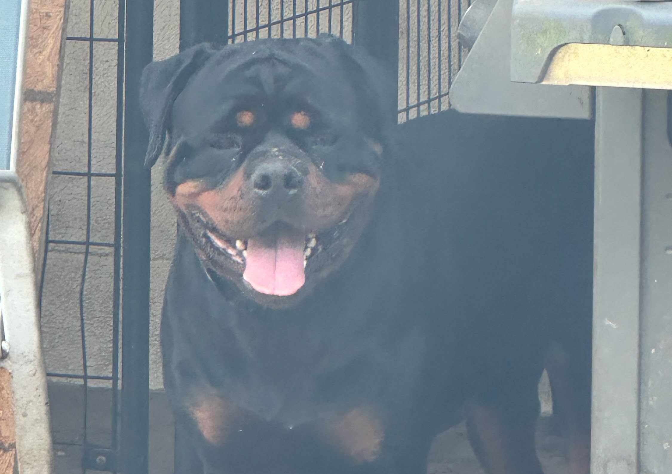 Our male Rottweilers