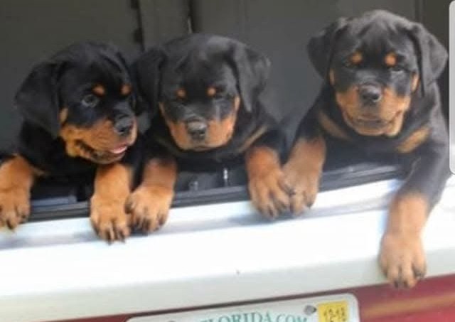 Rottweiler puppies