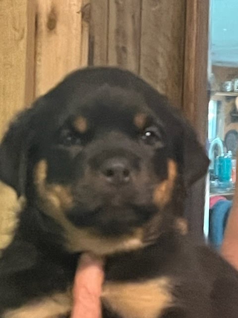 Rottweiler puppy from Carla Johaus Rottweilers, Dade City FL - photo 1 of 68