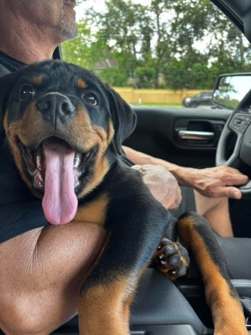 Rottweiler puppy from Carla Johaus Rottweilers, Dade City FL - photo 10 of 68