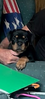 Rottweiler puppy from Carla Johaus Rottweilers, Dade City FL - photo 11 of 68
