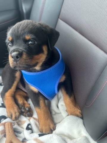 Rottweiler puppy from Carla Johaus Rottweilers, Dade City FL - photo 12 of 68