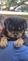 Rottweiler puppy from Carla Johaus Rottweilers, Dade City FL - photo 13 of 68