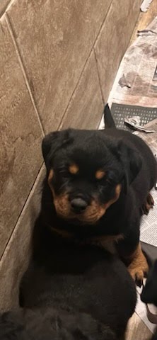 Rottweiler puppy from Carla Johaus Rottweilers, Dade City FL - photo 14 of 68