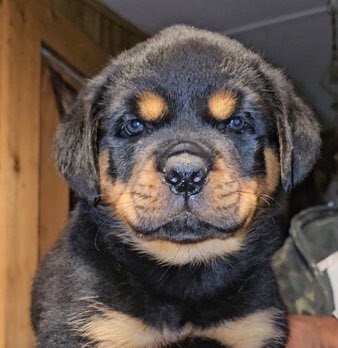 Rottweiler puppy from Carla Johaus Rottweilers, Dade City FL - photo 15 of 68
