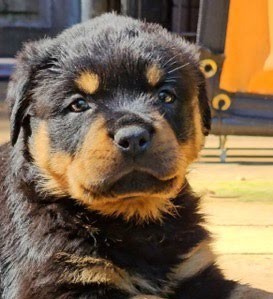 Rottweiler puppy from Carla Johaus Rottweilers, Dade City FL - photo 16 of 68