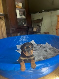 Rottweiler puppy from Carla Johaus Rottweilers, Dade City FL - photo 18 of 68