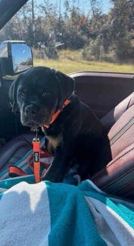 Rottweiler puppy from Carla Johaus Rottweilers, Dade City FL - photo 2 of 68