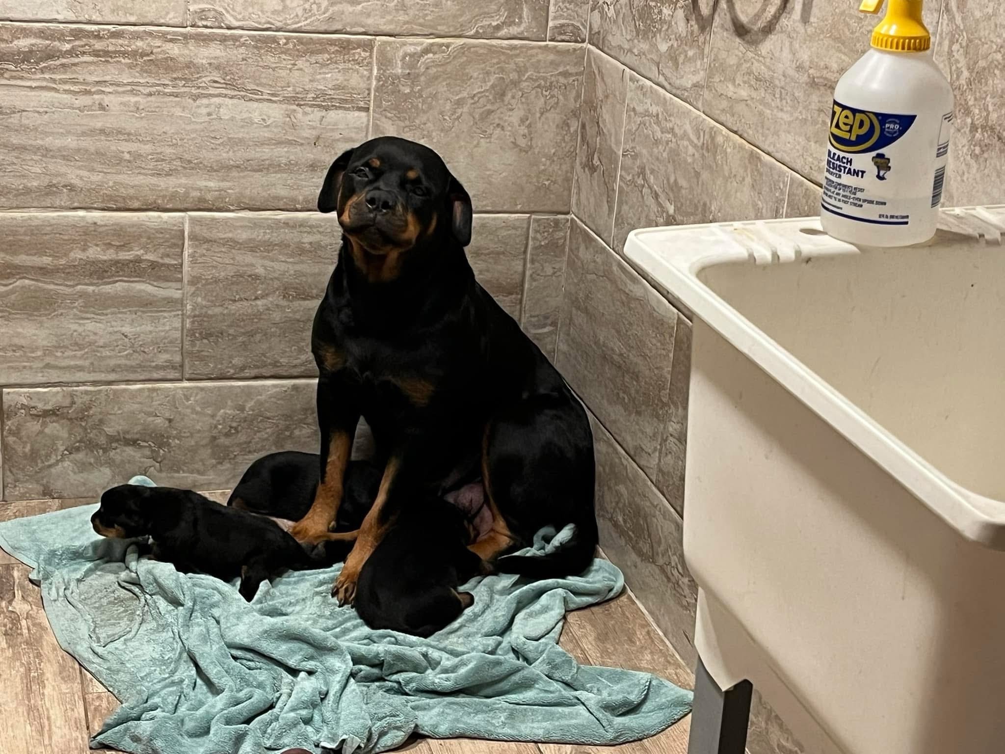 Rottweiler puppy from Carla Johaus Rottweilers, Dade City FL - photo 20 of 68
