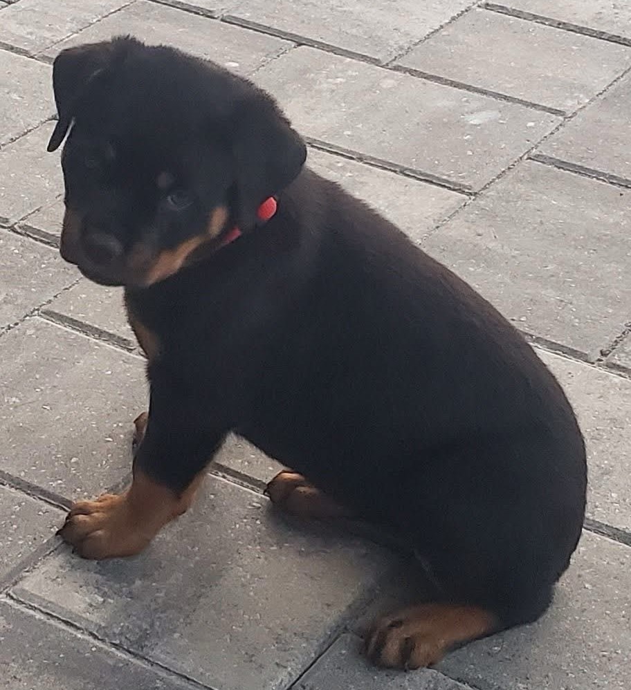 Rottweiler puppy from Carla Johaus Rottweilers, Dade City FL - photo 21 of 68