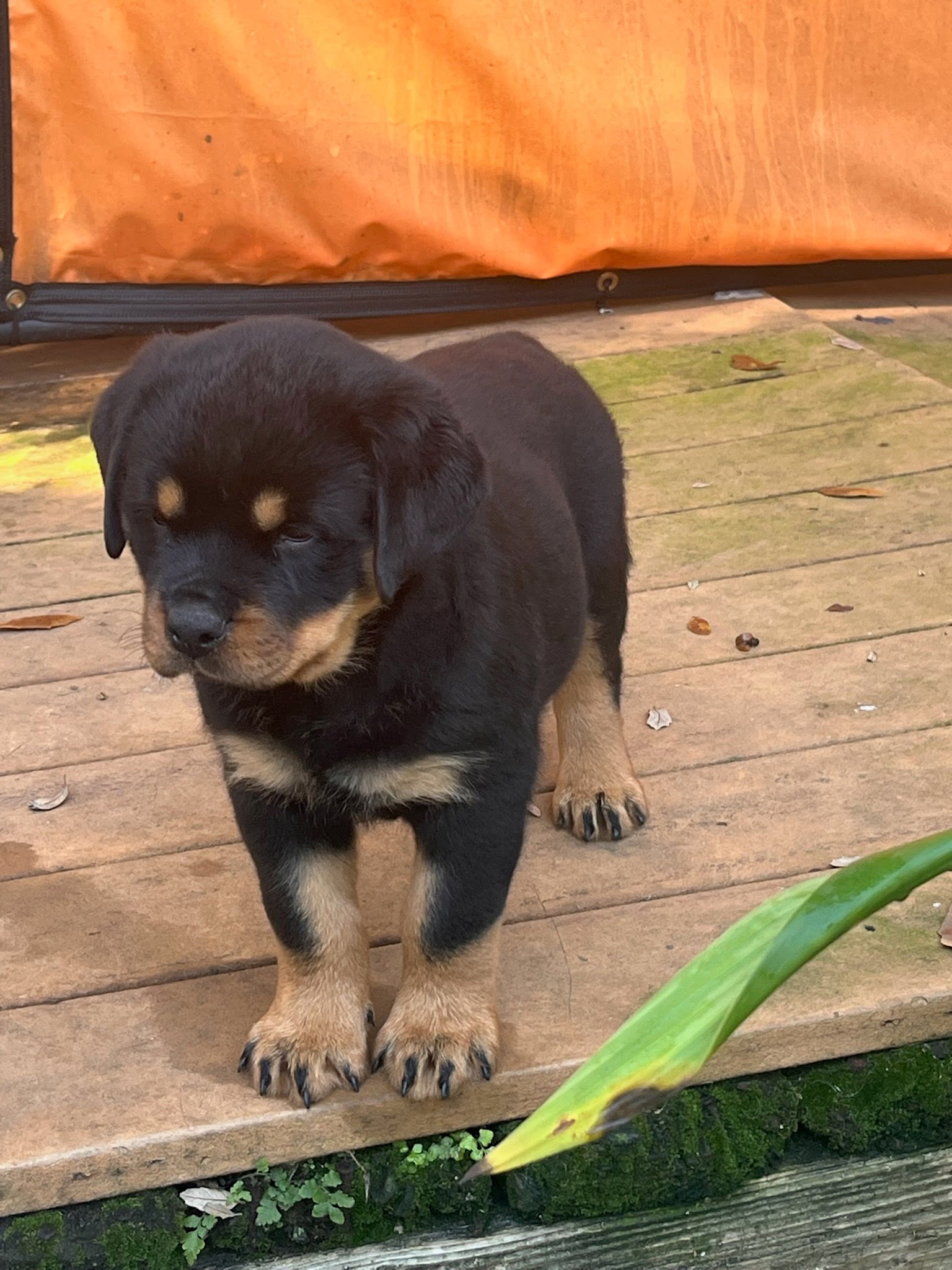 Rottweiler puppy from Carla Johaus Rottweilers, Dade City FL - photo 22 of 68