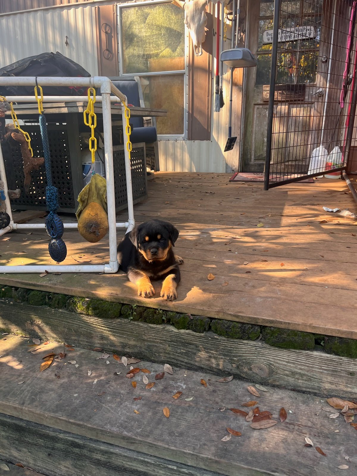 Rottweiler puppy from Carla Johaus Rottweilers, Dade City FL - photo 23 of 68