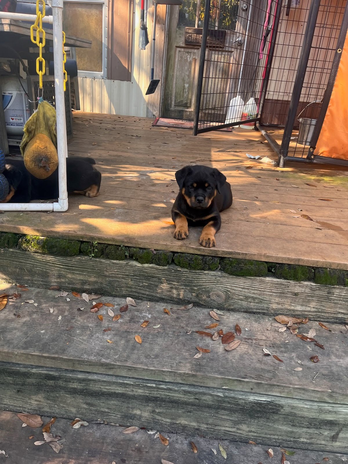 Rottweiler puppy from Carla Johaus Rottweilers, Dade City FL - photo 24 of 68