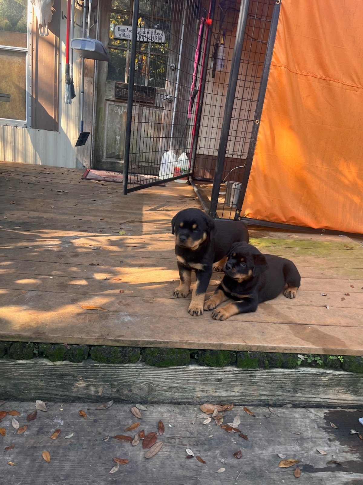 Rottweiler puppy from Carla Johaus Rottweilers, Dade City FL - photo 25 of 68