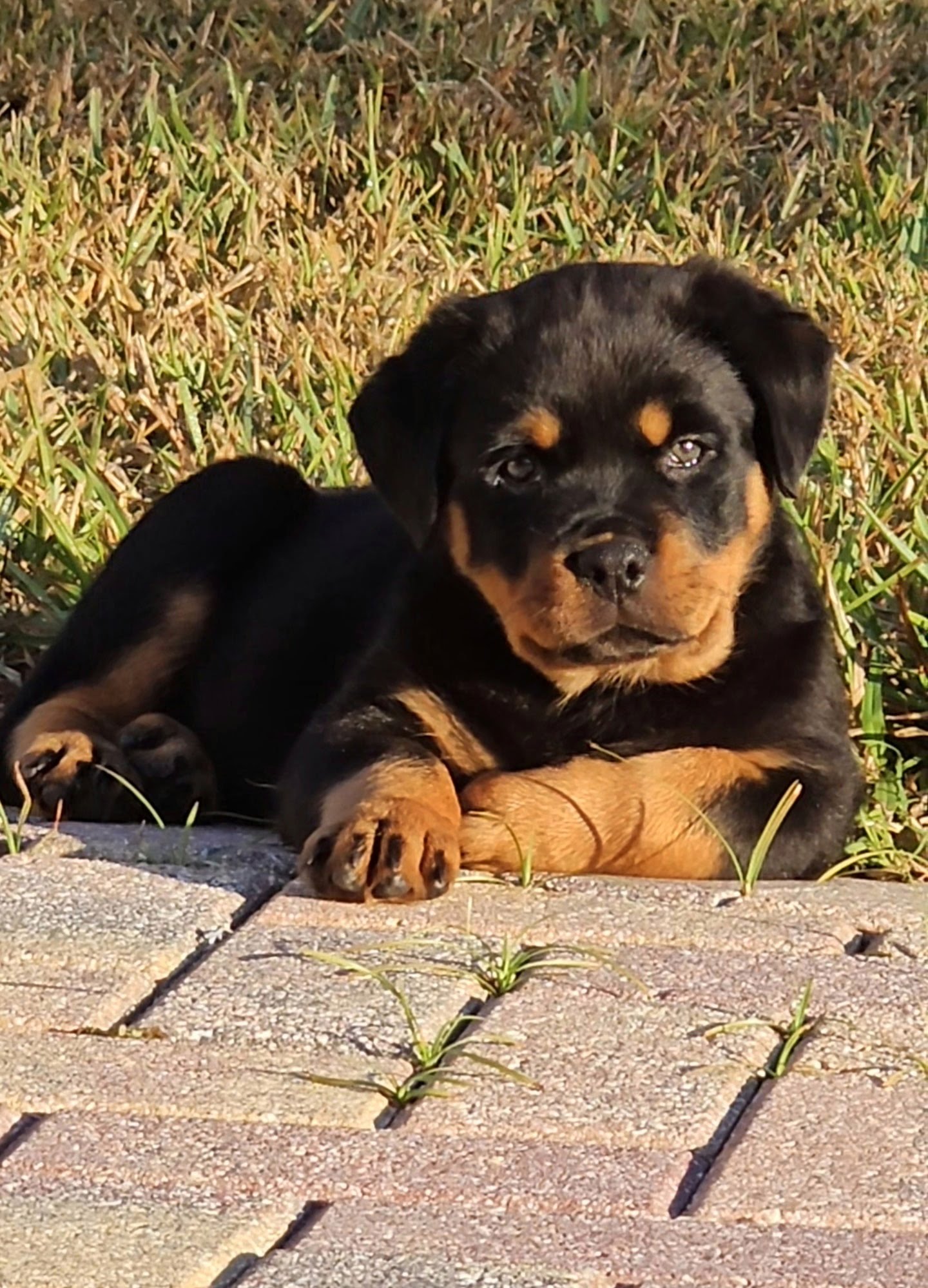 Rottweiler puppy from Carla Johaus Rottweilers, Dade City FL - photo 26 of 68