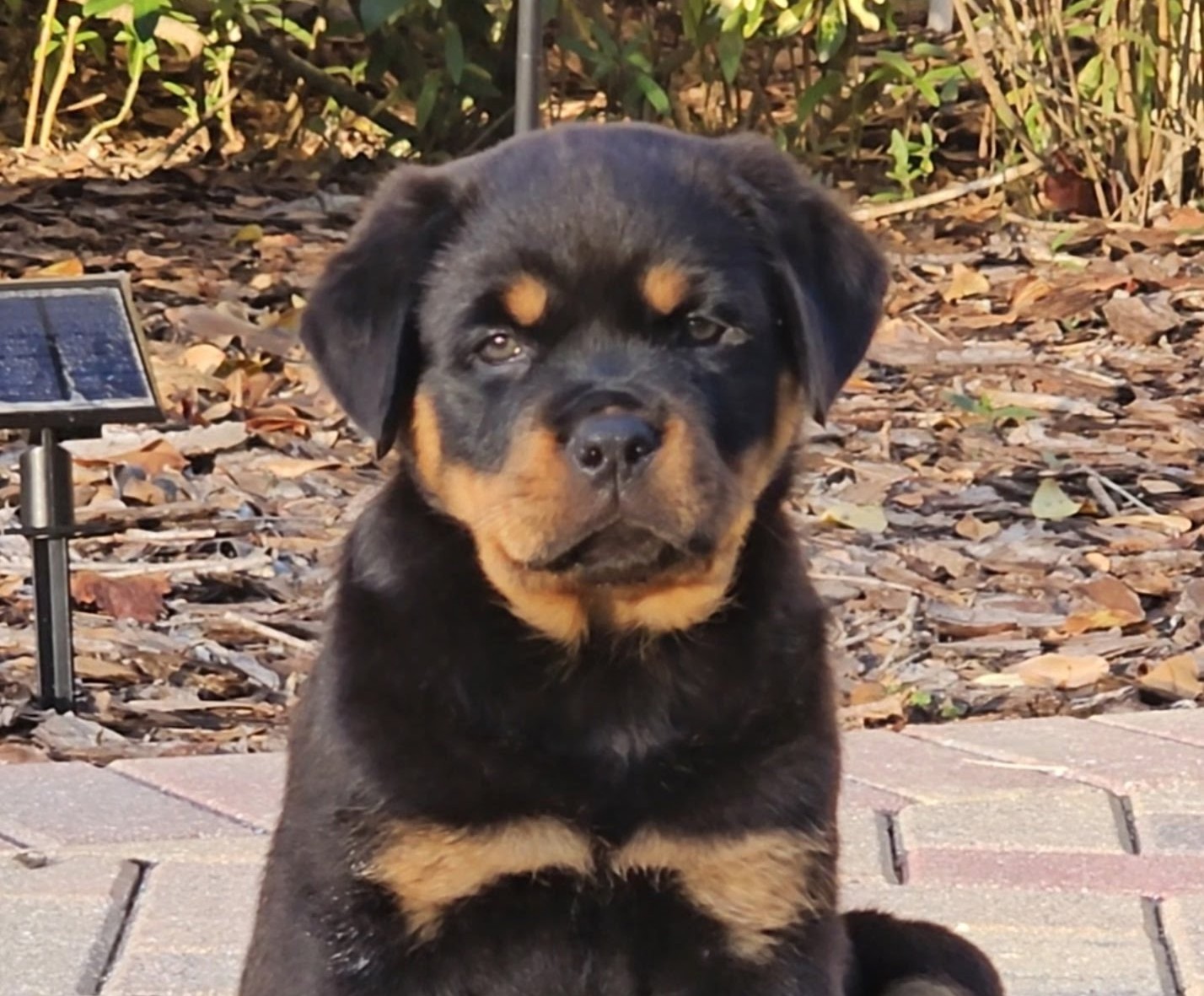 Rottweiler puppy from Carla Johaus Rottweilers, Dade City FL - photo 27 of 68