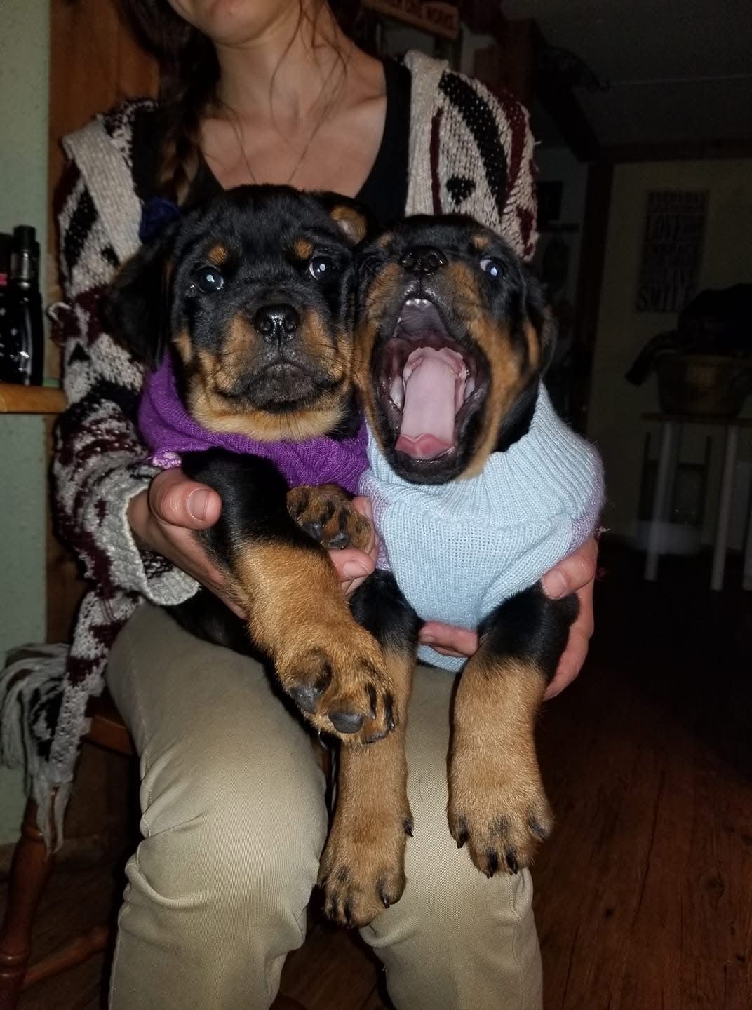 Rottweiler puppy from Carla Johaus Rottweilers, Dade City FL - photo 28 of 68