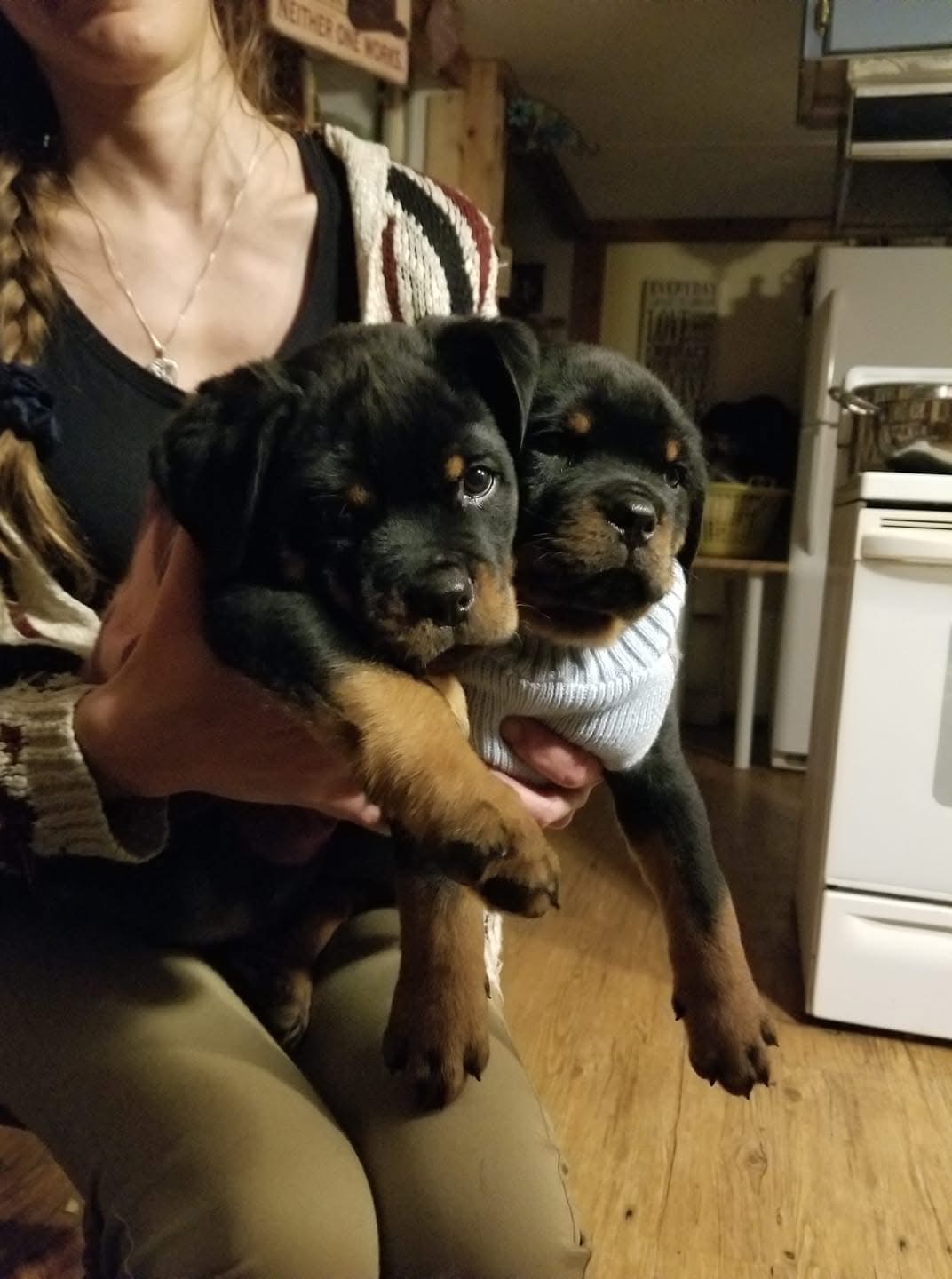 Rottweiler puppy from Carla Johaus Rottweilers, Dade City FL - photo 29 of 68