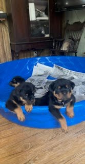 Rottweiler puppy from Carla Johaus Rottweilers, Dade City FL - photo 3 of 68