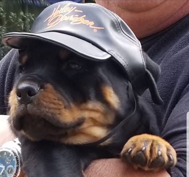 Rottweiler puppy from Carla Johaus Rottweilers, Dade City FL - photo 30 of 68
